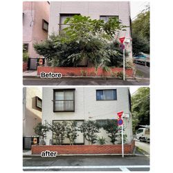 板橋区で剪定作業の画像1