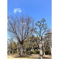晴れの国・岡山の青空の下で  私のリフレッシュの画像1