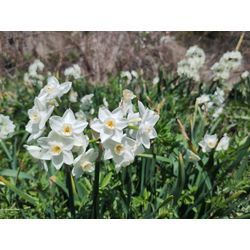 今日もお仕事終了〜　群馬高崎の植木屋ゆうさん超SortBlogの画像3