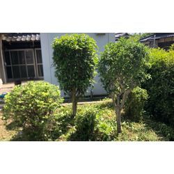 「もう、草刈りしなくていいの…？」の画像1