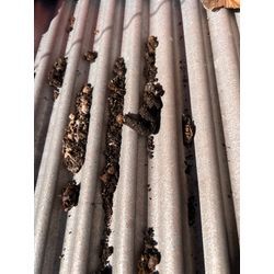 長崎県　イタチ　追い出し　侵入対策の画像3