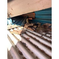 長崎県　イタチ　追い出し　侵入対策の画像2