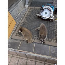 ☆埼玉県鴻巣市からアライグマ駆除のご依頼の画像3