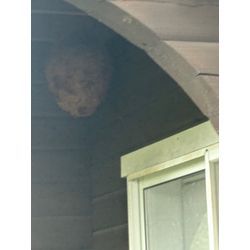 巨大キイロスズメバチの巣の画像2