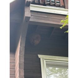 巨大キイロスズメバチの巣の画像1