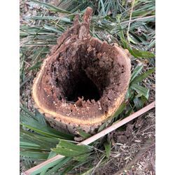 見た目は元気でも中は空洞…？大木に潜む本当のリスクの画像1