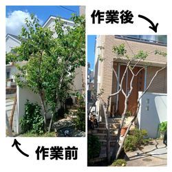 🌿【剪定レポート】スッキリ生まれ変わりました！🌿の画像1