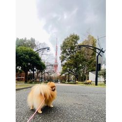 可愛いポメラニアンちゃんとお散歩の画像1