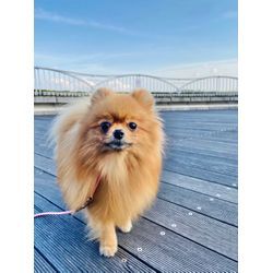 可愛いポメラニアンちゃんとお散歩の画像3
