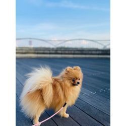 可愛いポメラニアンちゃんとお散歩の画像2