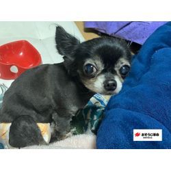 犬の毛で悩んでサマーカットにした話の画像2