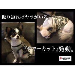 犬の毛で悩んでサマーカットにした話の画像1