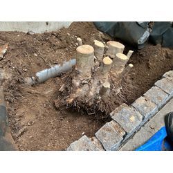 抜根しました　シマトネリコの画像2