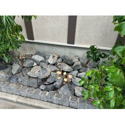 抜根しました　シマトネリコの画像1