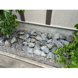 抜根しました　シマトネリコの画像3