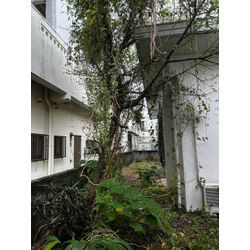 木の伐採も一本から承ります！の画像1