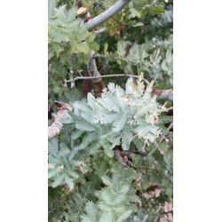 広島県広島市安佐南区で剪定 | 広島県で庭木の剪定は塩田剪庭園の画像1