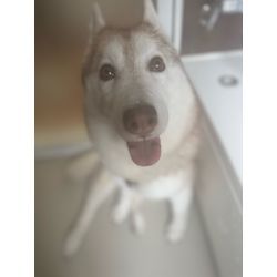 予約殺到中｜今月50台突破＆全国100位以内。今だけWコート半額。の画像3