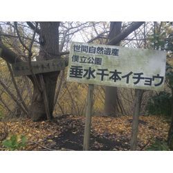 紅葉🍁狩りの画像1