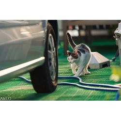 恥ずかしがり屋のハチワレちゃんの画像2