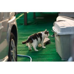 恥ずかしがり屋のハチワレちゃんの画像1