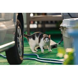 恥ずかしがり屋のハチワレちゃんの画像3