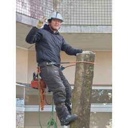 15mクロガネモチの伐採を行いました🌲🪚の画像1