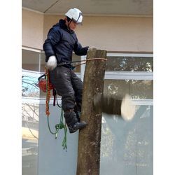 15mクロガネモチの伐採を行いました🌲🪚の画像3