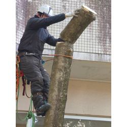 15mクロガネモチの伐採を行いました🌲🪚の画像2