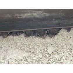 お引越しお願いします。の画像1