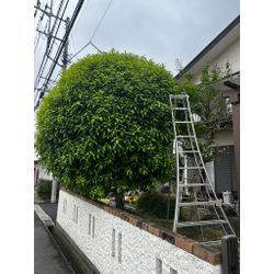 大きな金木犀　戦いました！（＾＾）の画像1