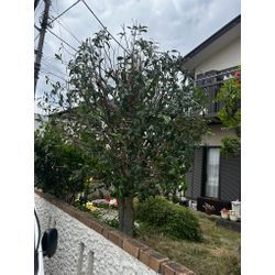 大きな金木犀　戦いました！（＾＾）の画像3