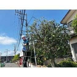 大きな金木犀　戦いました！（＾＾）の画像2