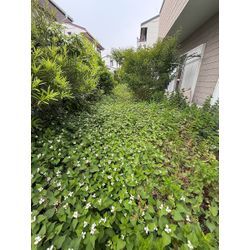 🍅 夏野菜と、お庭の再出発（お庭じまい ）の画像1