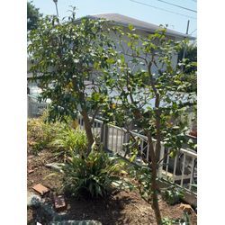 🍅 夏野菜と、お庭の再出発（お庭じまい ）の画像3