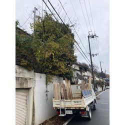大津市　伐採の画像1