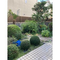 剪定作業| 広島県山口県で庭木の剪定は塩田剪庭園の画像2