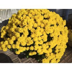 シマトネリコ中木剪定から芝刈り＆低木4本剪定　〜群馬高崎の植木屋ゆうさんShortBlog〜の画像3