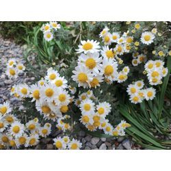 シマトネリコ中木剪定から芝刈り＆低木4本剪定　〜群馬高崎の植木屋ゆうさんShortBlog〜の画像1