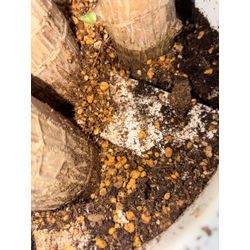 幸福の木の画像2