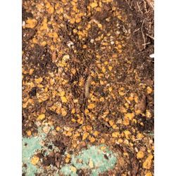 幸福の木の画像3