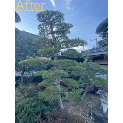 五葉松の剪定を行いました🌲の画像2