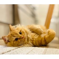 可愛い猫ちゃん　サイベリアンの画像3