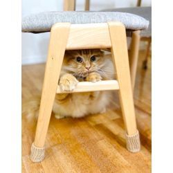 可愛い猫ちゃん　サイベリアンの画像1