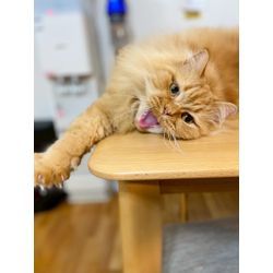 可愛い猫ちゃん　サイベリアンの画像2