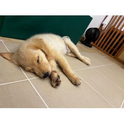 ペットと電気についての画像1