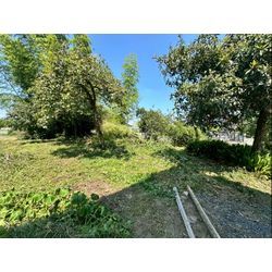 除草作業をさせて頂きました！の画像3