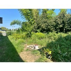 除草作業をさせて頂きました！の画像1