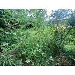 お庭の除草作業をさせて頂きました！の画像1