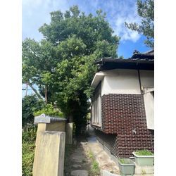 高木伐採の画像1